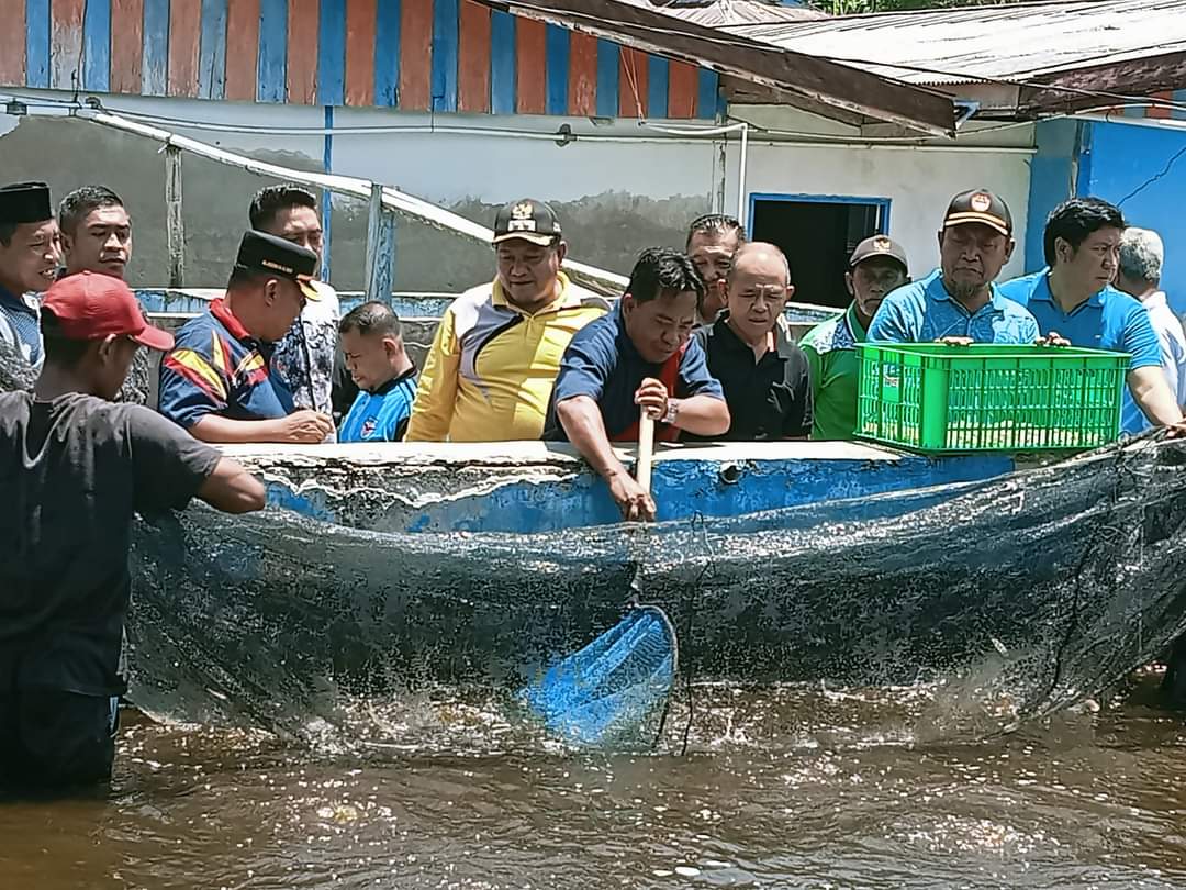 PANEN VANAME. Plt Kadis Perikanan, Herto Sampelan nampak menggunakan kantong jaring (Bundre) saat panen parsial udang Vaname